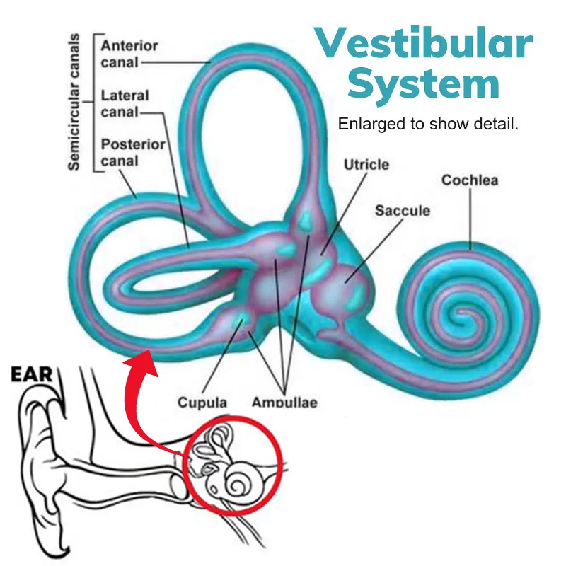 Vestibular-System.webp Vestibular-System.webp